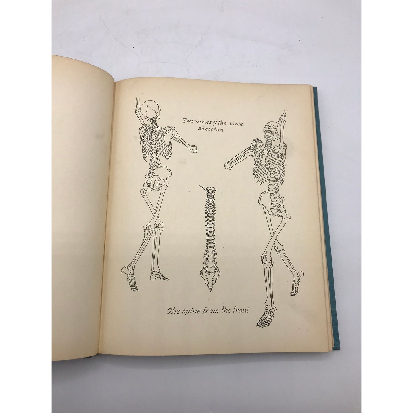 Anatomy and Drawing Victor Semon Perard Human Figure Art Study Educational