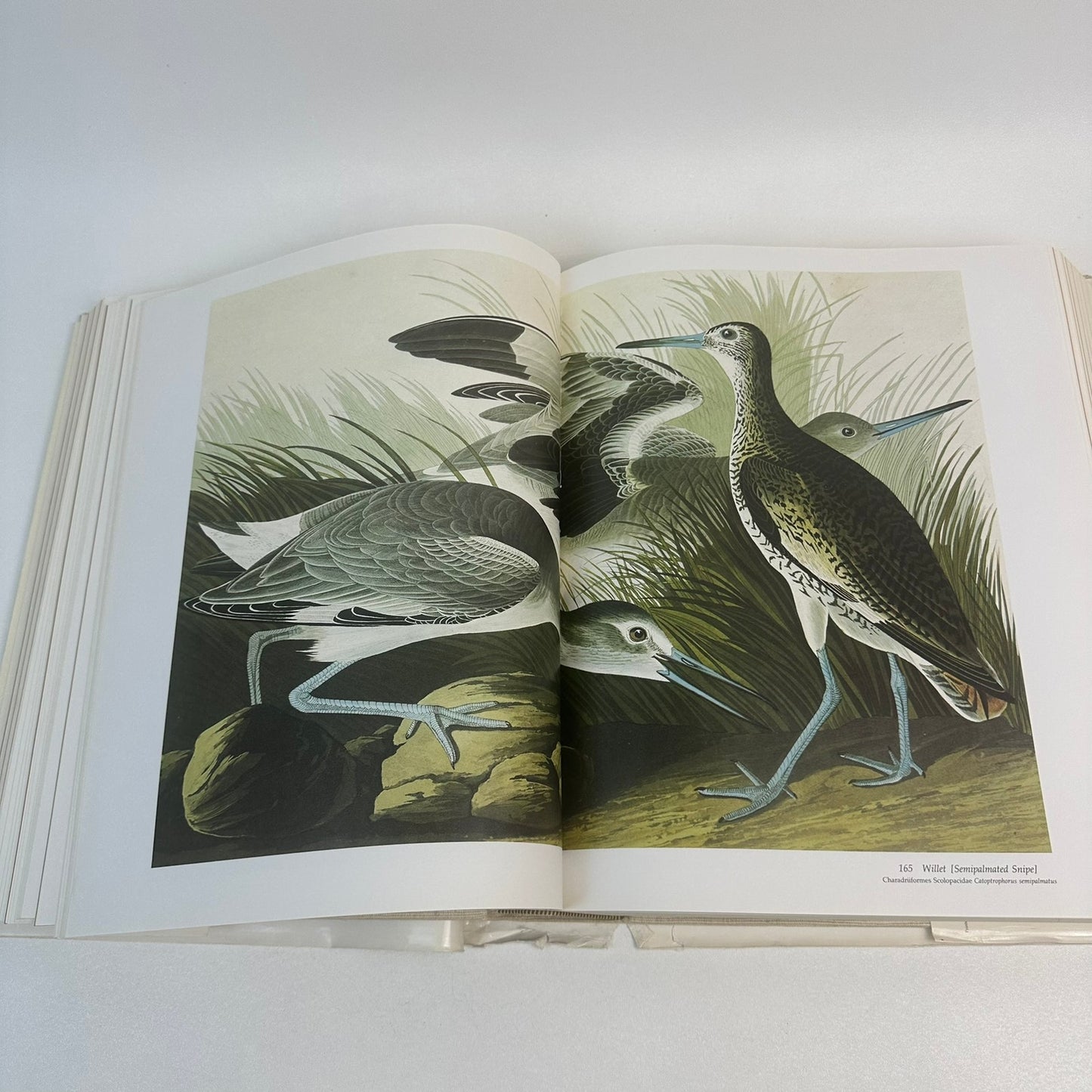 Audobons Birds of America Baby Elephant Folio Roger Tory Virginia Marie Peterson