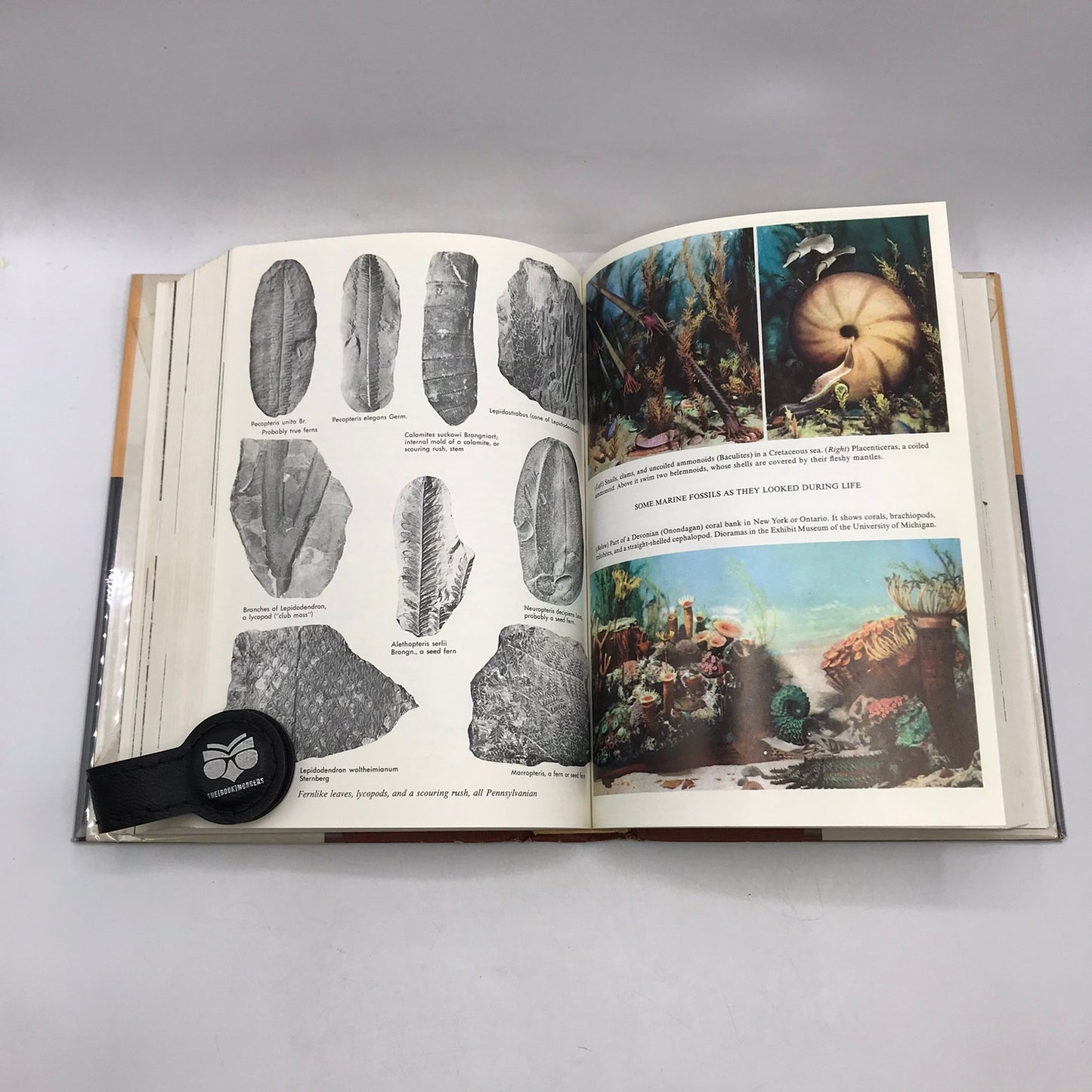 The Fossil Book Record of Prehistoric Life Carroll Lane and Mildred Adams Fenton