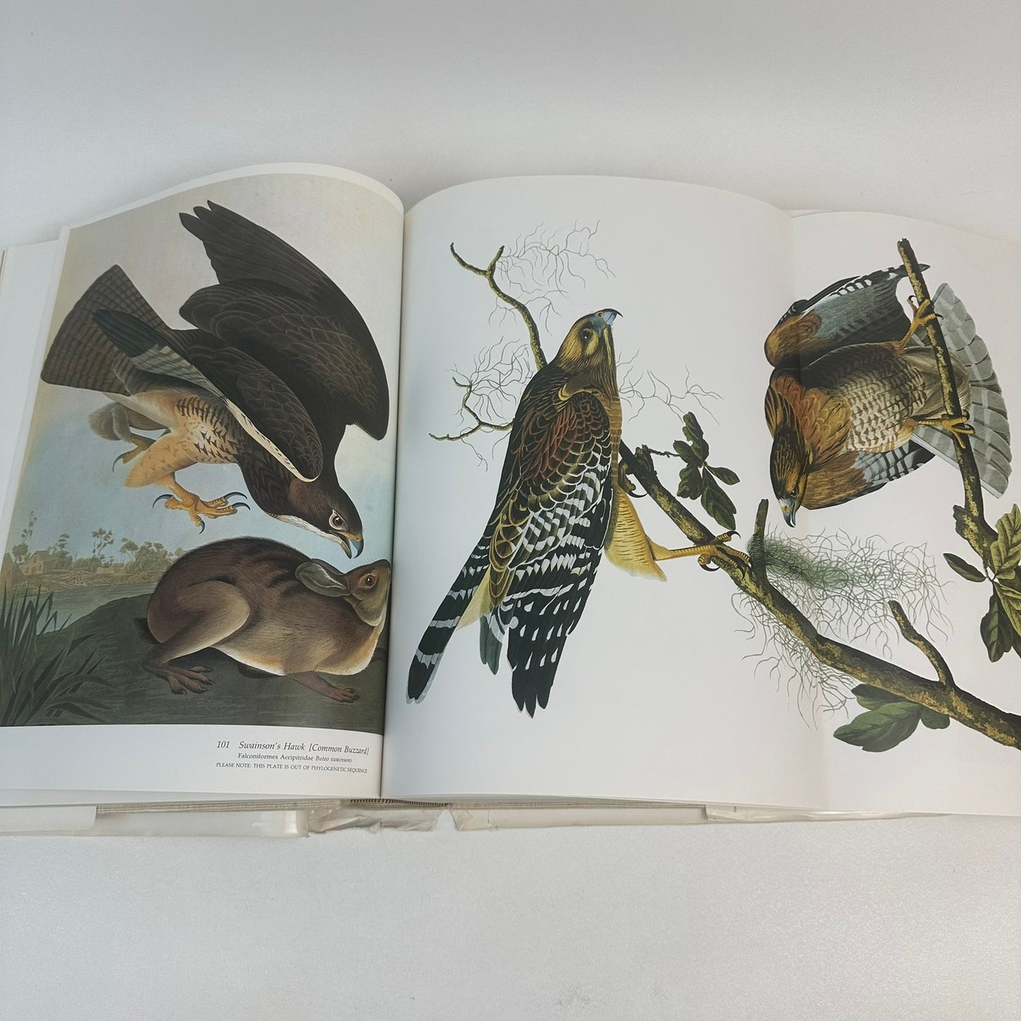 Audobons Birds of America Baby Elephant Folio Roger Tory Virginia Marie Peterson