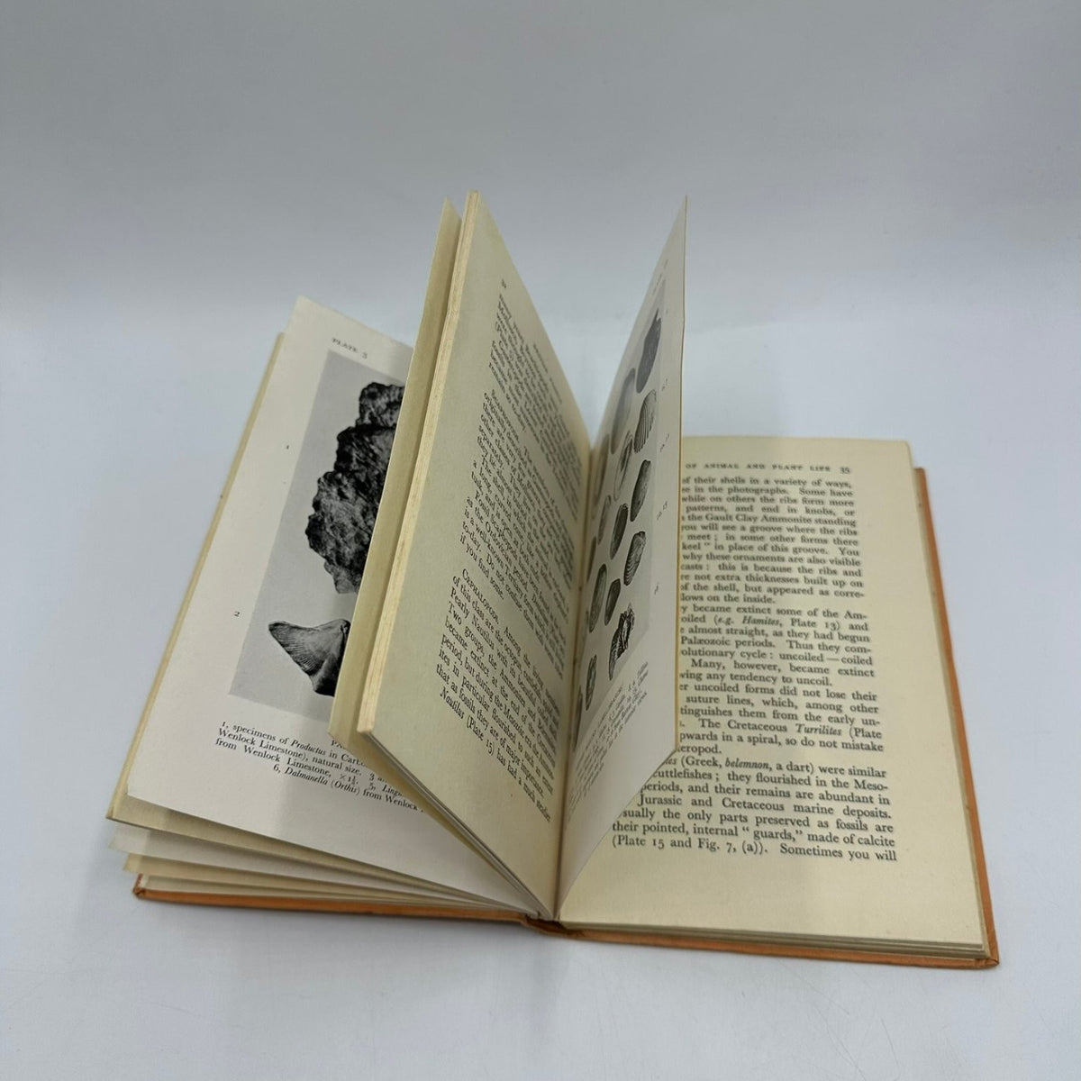British Fossils Duncan Forbes 1951 First Edition Natural History A. & C. Black