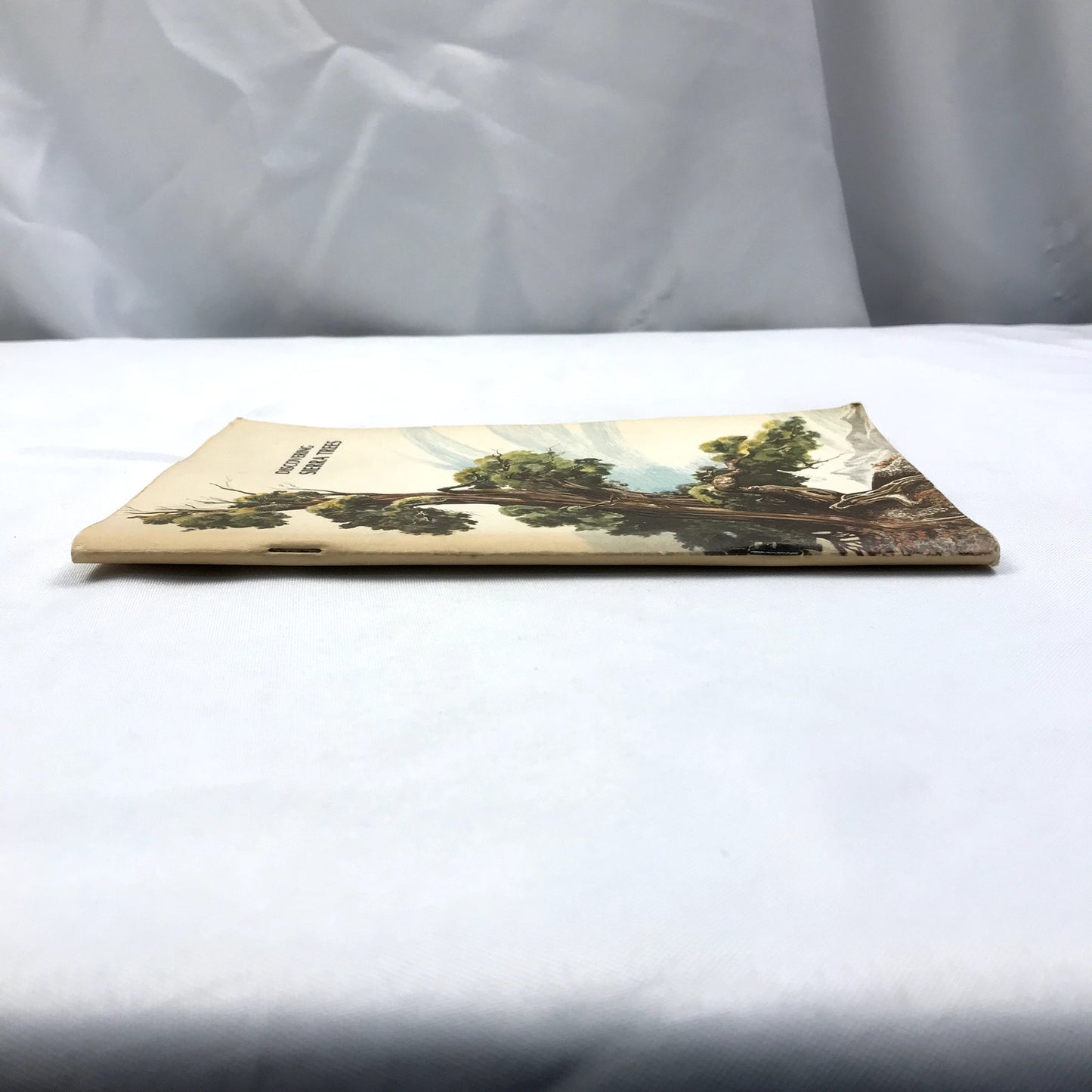 Discovering Sierra Trees Illustrated Paperback Book Stephen F. Arno 1973