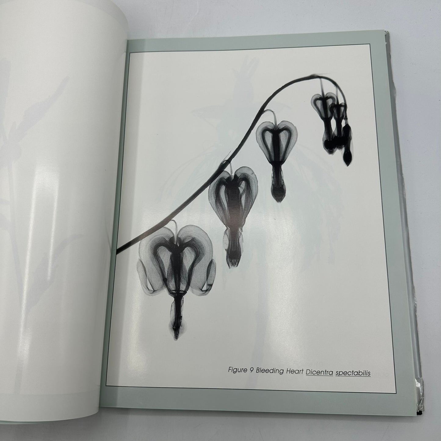 The Secret Garden 100 Floral Radiographs Albert G Richards SIGNED Photography