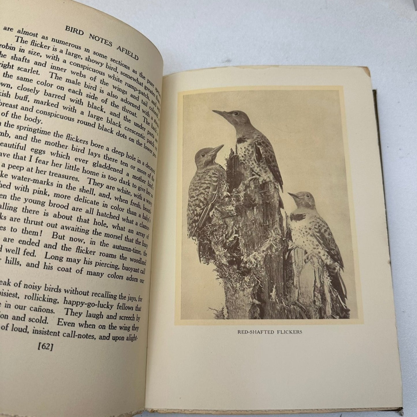 Bird Notes Afield Charles Keeler 1907 2nd Ed Revised Illustrated Ornithology
