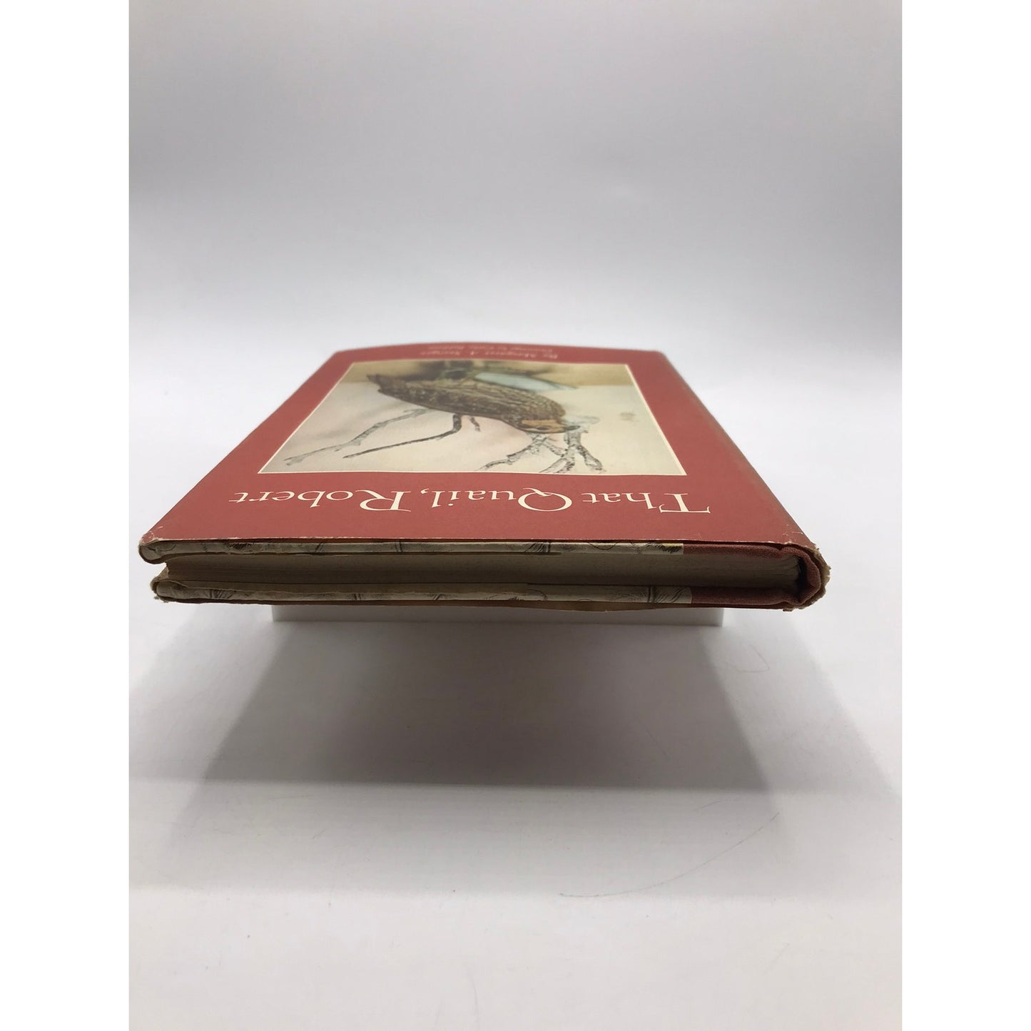 That Quail Robert Margaret A Stanger Ornithology Birds Wildlife Memoir Biography