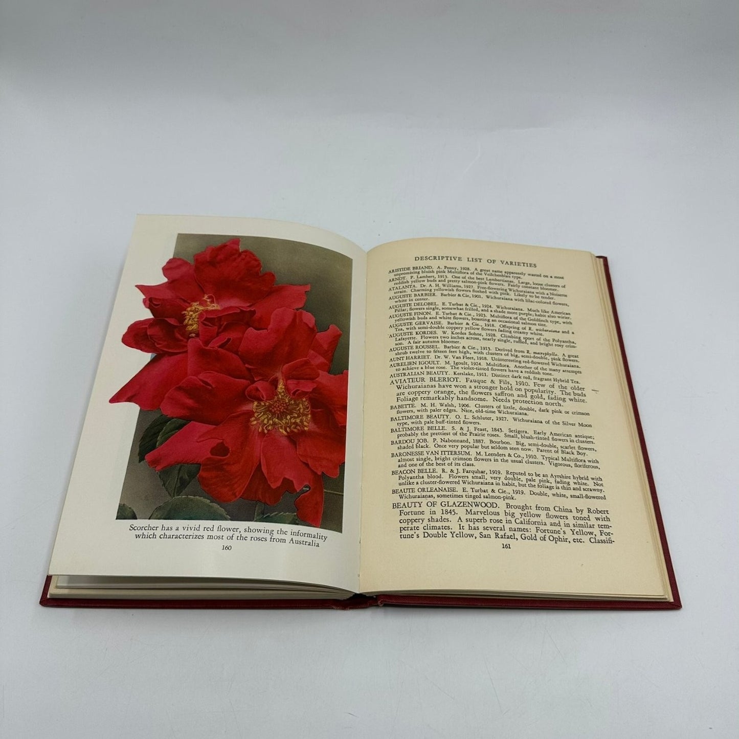 Climbing Roses G.A. Stevens 1933 First Edition Illustrated Macmillan Gardening