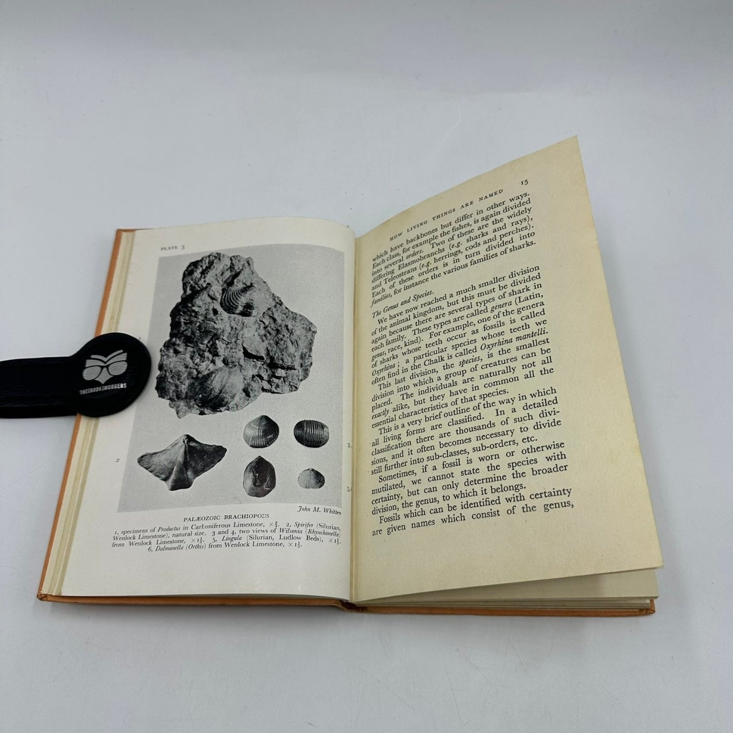 British Fossils Duncan Forbes 1951 First Edition Natural History A. & C. Black