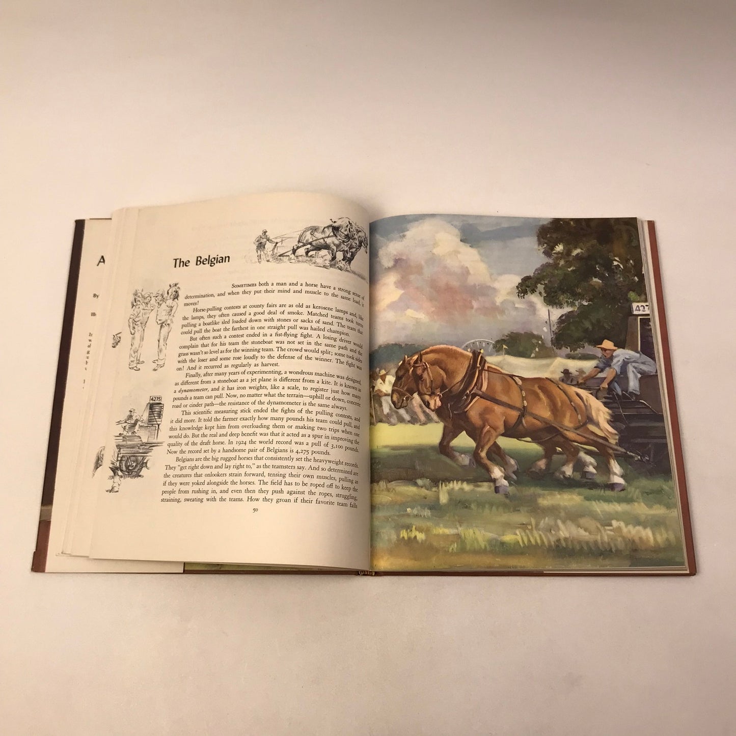 Album of Horses Marguerite Henry Childrens Animal Breeds Nature Classics History