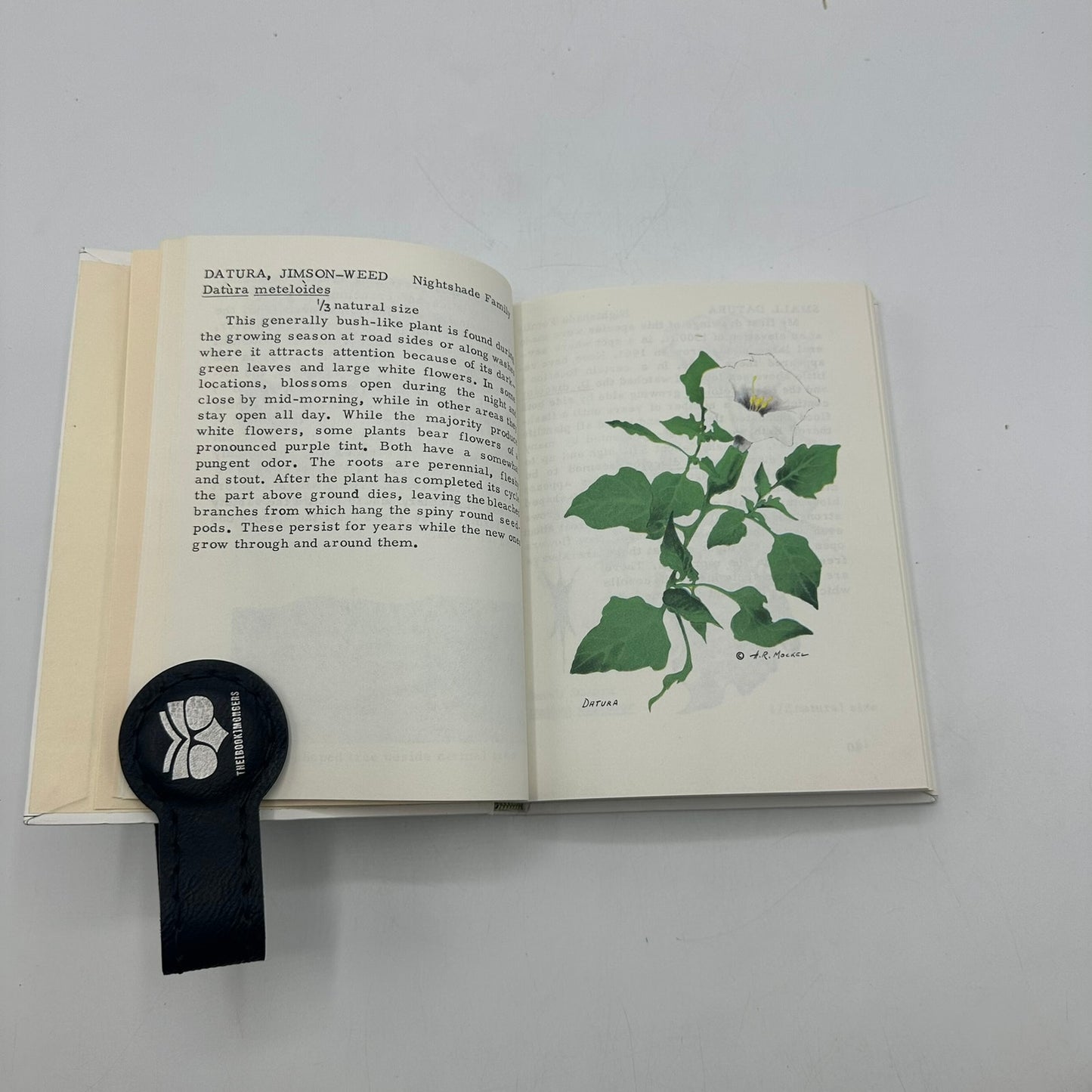 Mockels Desert Flower Notebook Henry Beverly SIGNED Drawings Watercolors 1971