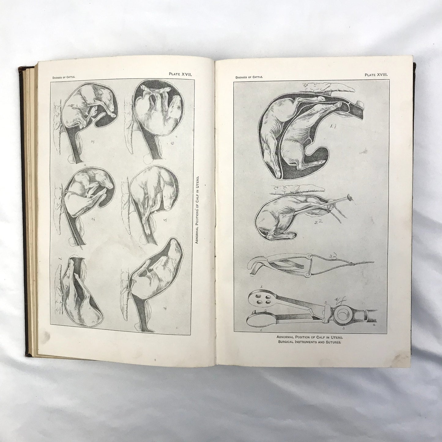 Special Report on Diseases of Cattle 1916 U.S. Department of Agriculture HC Book